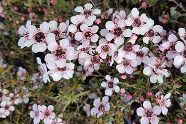 Leptospermum Nanum Tui (3).jpg